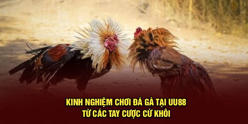 Kinh Nghiệm Chơi Đá Gà Tại UU88 Từ Các Tay Cược Cừ Khôi